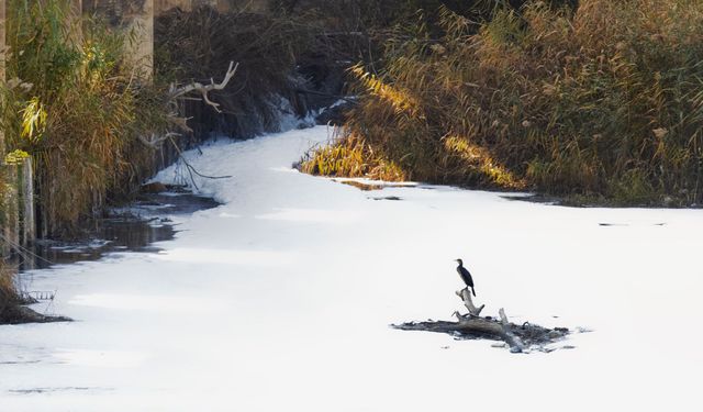Gediz’in pis suyu tarımda kullanılıyordu... Başkandan savunma geldi: Çaresizlikten!