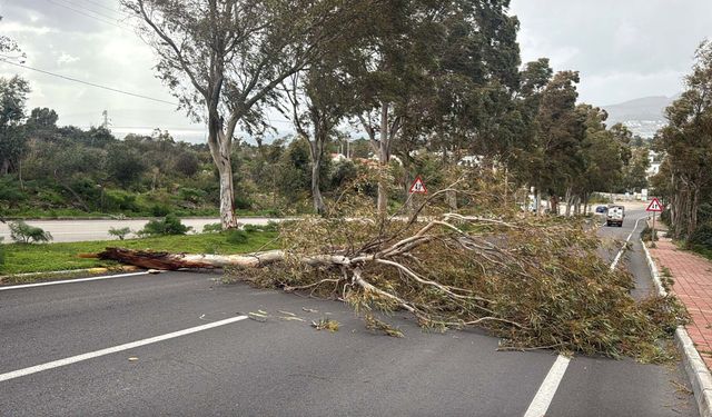 Bodrum’u fırtına vurdu: Ağaçlar devrildi, motoryat karaya oturdu