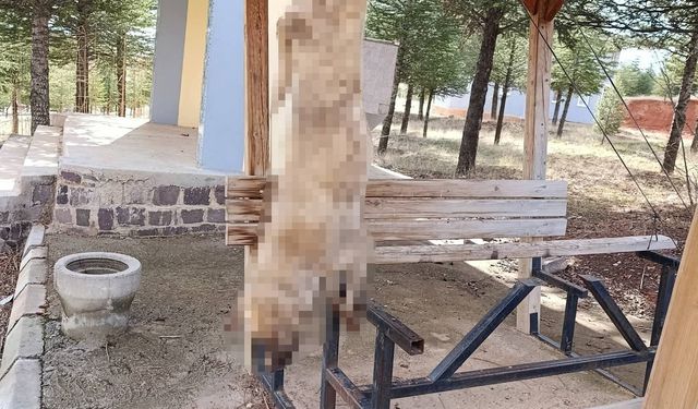 Afyonkarahisar'da dehşet: Köpek, işkence yapılarak öldürüldü