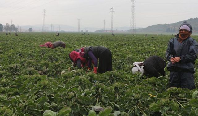 İzmir’de tarım işçilerine ‘sefalet’ yevmiyesi!