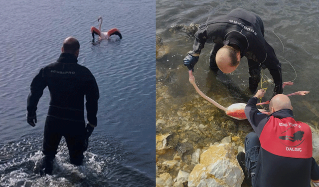 Flamingo hayata döndürüldü!