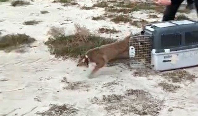 Ağır yaralı bulundu, sağlıklı şekilde doğaya salındı