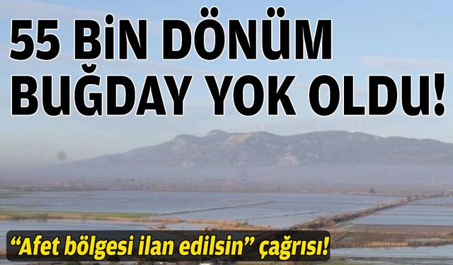 55 bin dönüm buğday yok oldu… Söke için ‘afet bölgesi’ çağrısı!