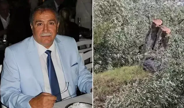 Zeytin ağaçlarını kesen ve görevinden istifa eden Kılbey’e para cezası