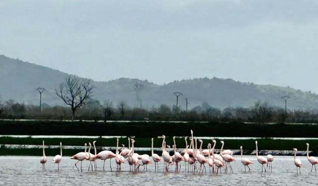 Büyük Menderes Nehri flamingoların yuvası oldu