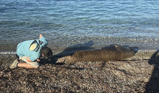 Kıyıda uyuyan fok ilgi odağı oldu