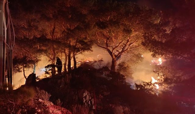 Bodrum'da orman yangını: 2 dönüm kül oldu!