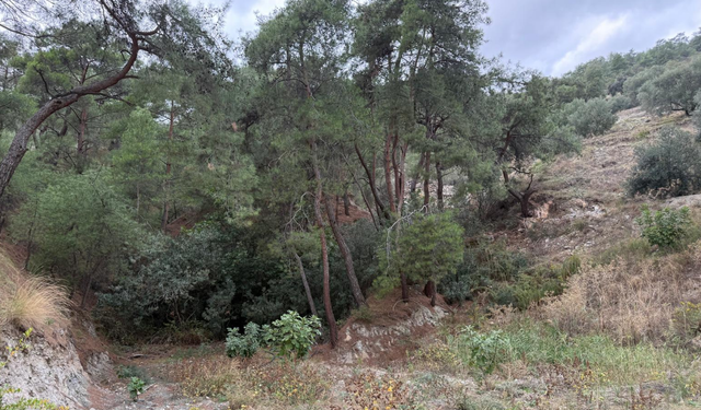 Bakanlıktan jeotermal onayı... Zeytinliklerin ortasına sondaj!