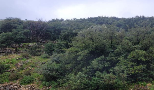 Metropolis'e komşu ocak için yeni başvuru... Tarihe dinamit ısrarı!