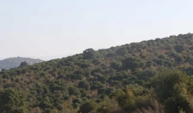 Adı 'Beşli Çete' Kitabı'nda geçiyordu... RES için 6 bin ağaç kesecekler!