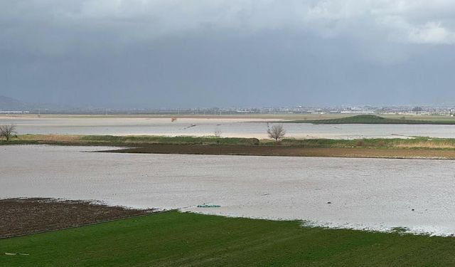 İzmir'de yağışlar çiftçiye rahat nefes aldırdı!