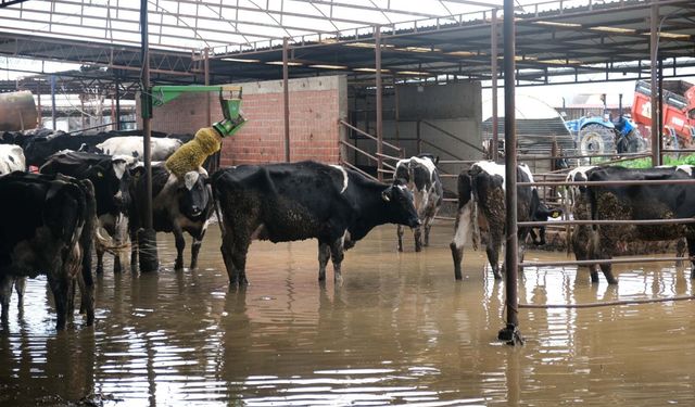 Küçük Menderes taştı: Tarlalar ve ahırları su bastı!