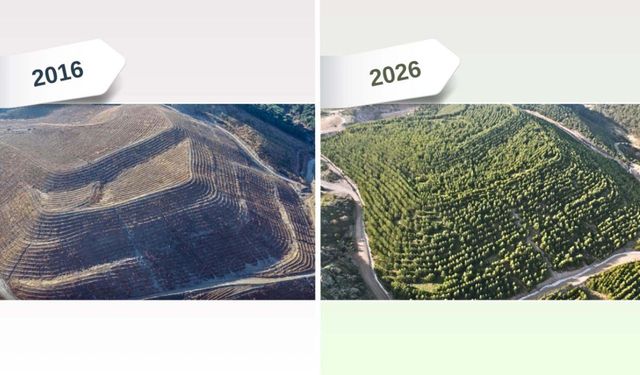 Maden sahası rehabilitasyonla yeşerdi