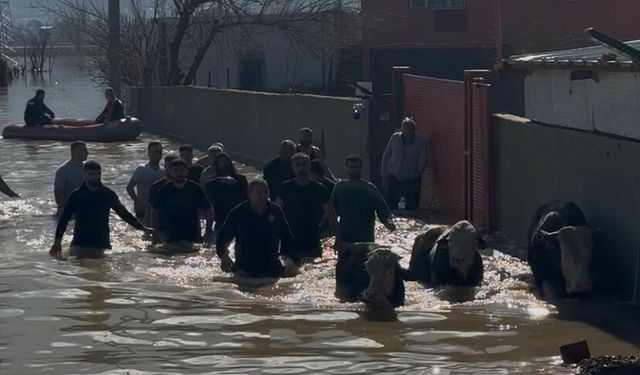 Sel çiftliği vurdu: 27 hayvan kurtarıldı