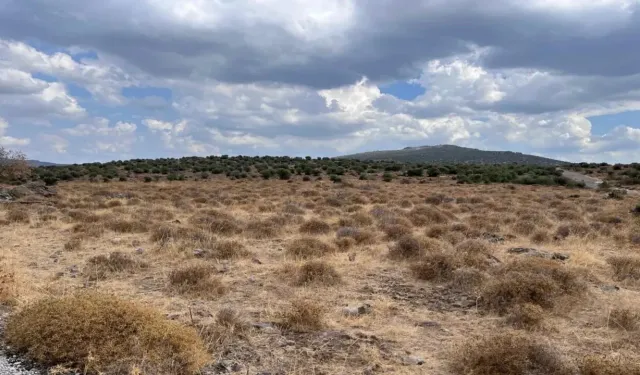 Doğanlar Holding'in planları askıda... Ağaçlandırılacak alan gitti, sanayi geldi!