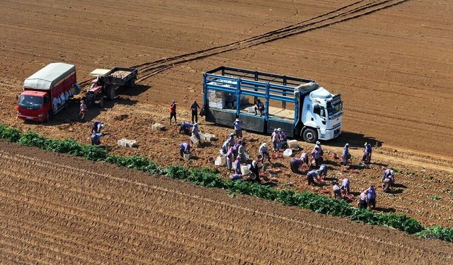 Patates deposu Ödemiş’te çifte mesai!