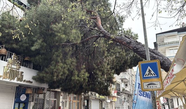 Aydın’da fırtına etkisi: Devrilen ağaç binaya zarar verdi