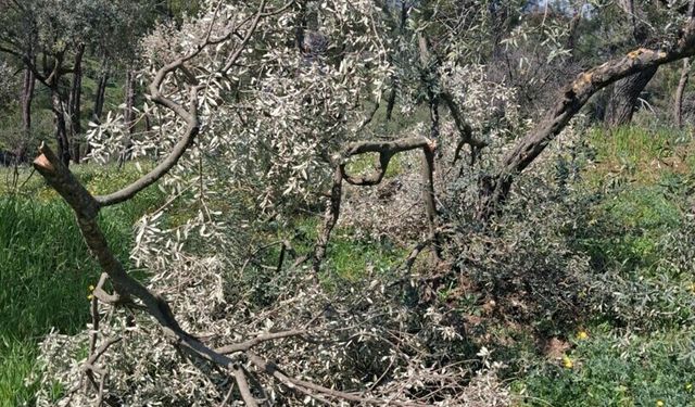 Aydın'da 700 incir ve zeytin ağacı kesildi
