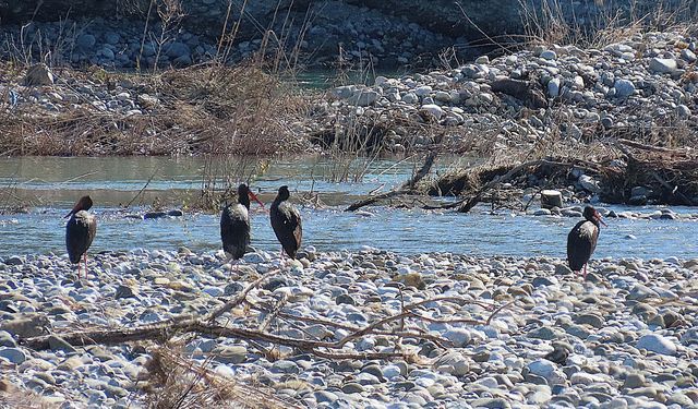 Muğla’da karaleylek sürprizi