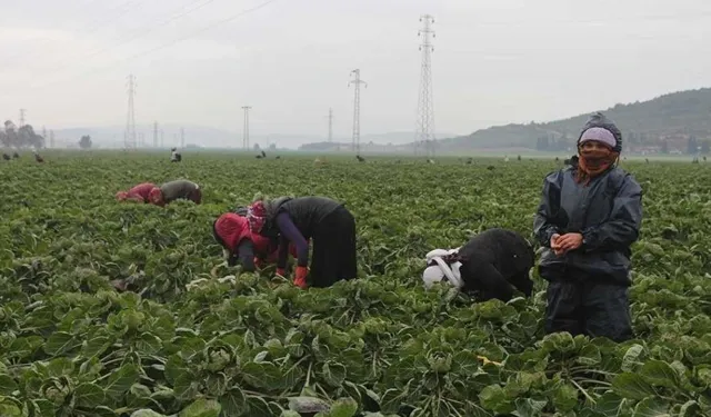 Tarlada kadın-erkek uçurumu!