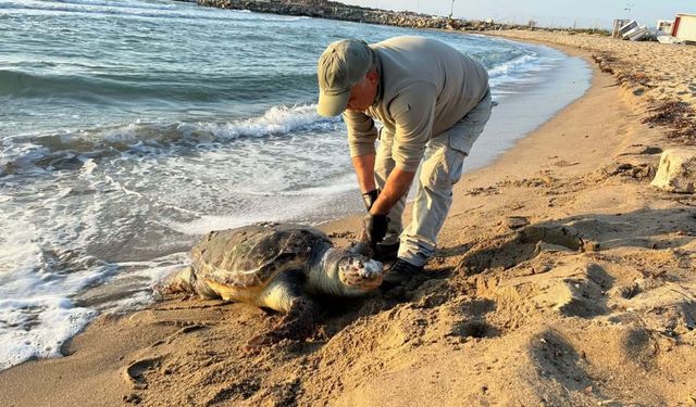 Kuşadası’nda aynı gün 3 deniz kaplumbağası ölü bulundu