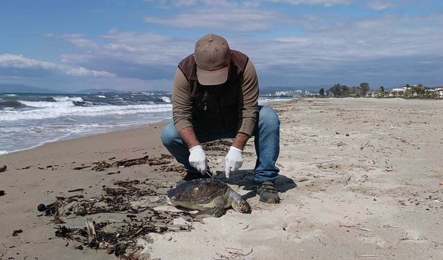 Deniz kaplumbağası ölü halde sahile vurdu: Sayı 8’e çıktı