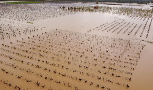 Gediz Nehri taştı, Manisa'da tarım arazileri su altında kaldı