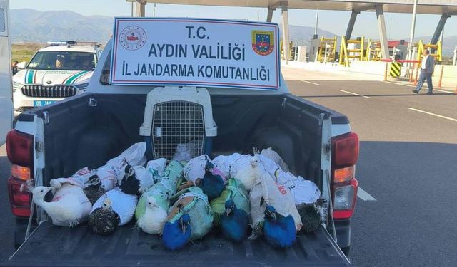 Yolcu otobüsünde 12 tavus kuşu ele geçirildi