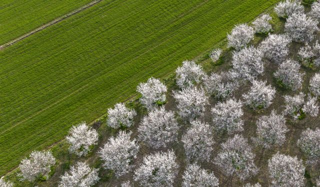 Meteoroloji'den Ege için 'zirai don' uyarısı