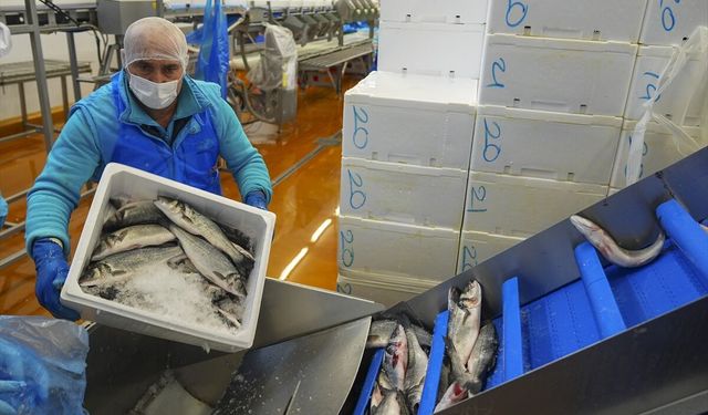 Su ürünleri ihracatında rekor!