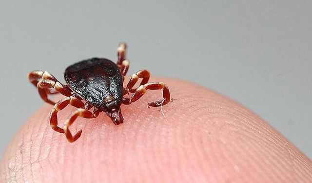 Havalar ısındı, keneler uyandı: Uzmanından kritik uyarı geldi