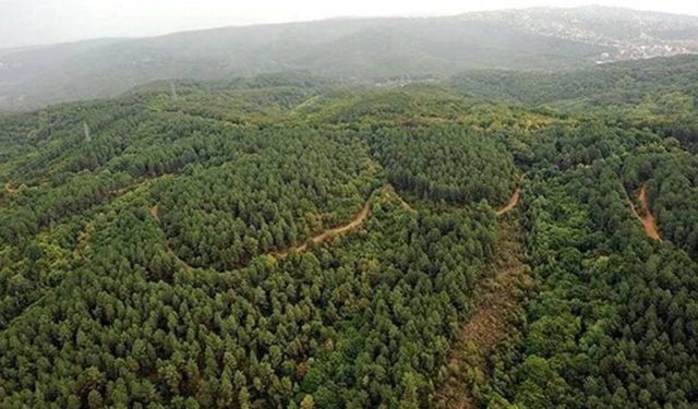 İzmir’in orman raporu!