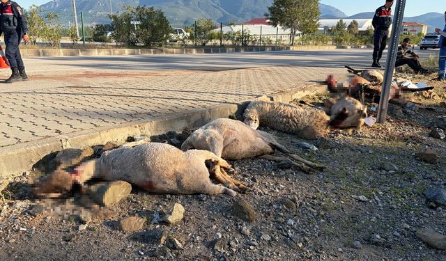 Motosiklet koyun sürüsünün arasına daldı: 8 koyun can verdi