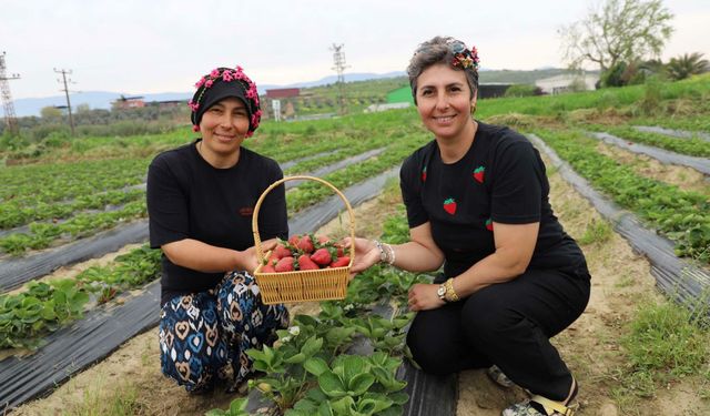 Organik çilekte hasat heyecanı