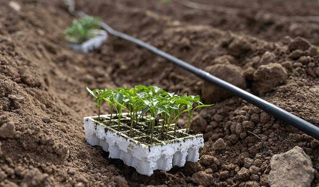 Bornova'da yeni kent bostanları yolda!