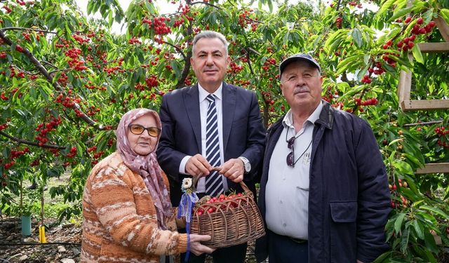 Ege’de hasat başladı: İlk kirazlar ihracata gitti