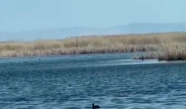 Yağışlar Eber Gölü’ne can suyu oldu