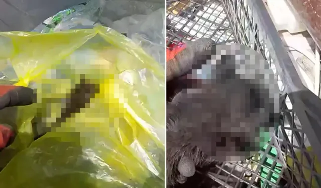 'İnsanlık ölmüş' dedirten olay: Yavru kedileri poşete koyup çöpe attılar
