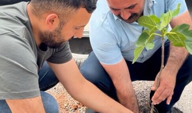 AK Partili Balyemez'den 'sembolik' tepki: Çukura incir dikti!