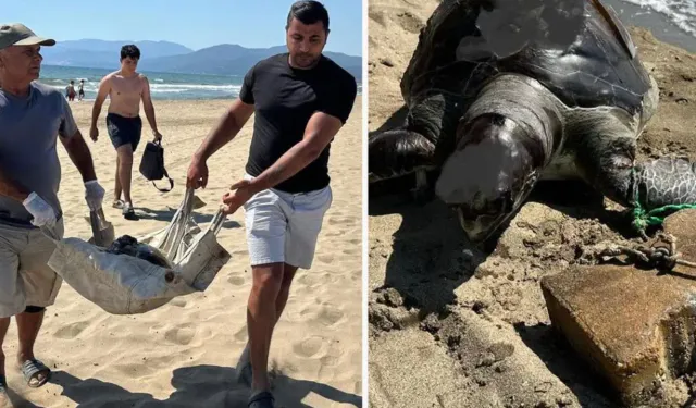 İzmir’de vahşet: Yüzgecine parke taşı bağlanan caretta caretta ölü bulundu!