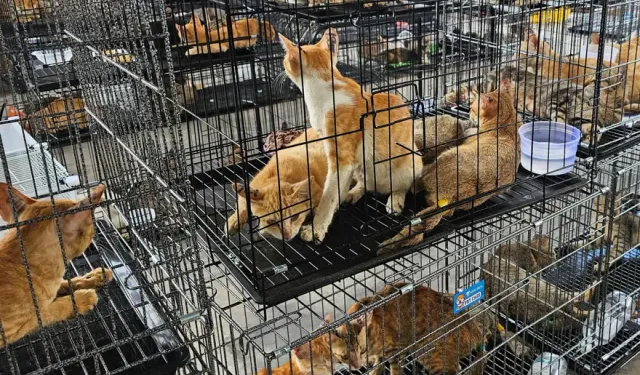 400 kedi kesilmekten son anda kurtarıldı!