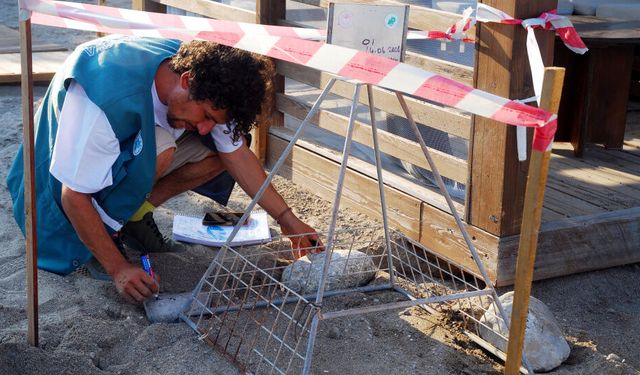 Kemer sahillerinde 38 deniz kaplumbağası korumaya alındı