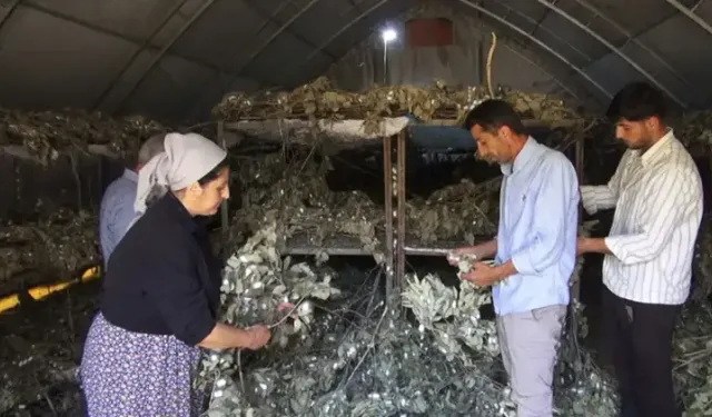İpek böcekçiliği 170 ailenin geçim kaynağı