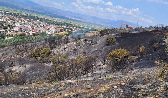 Aydın'da zeytinlik alanda yangın: 40 dönümlük alan zarar gördü!