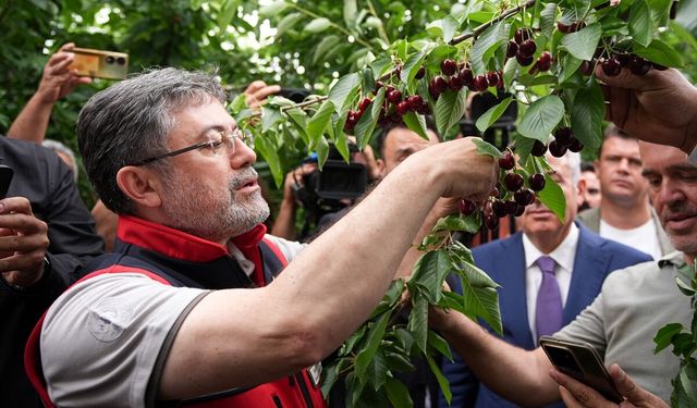 Yumaklı kiraz hasadında konuştu: Tarımsal destekler güncellenecek!