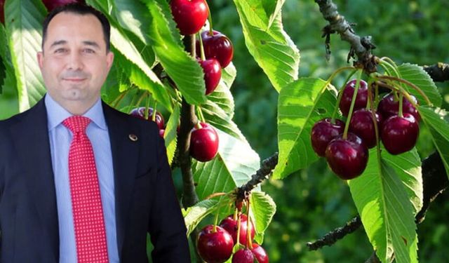 Özken’den ‘kiraz üretimi’ yorumu: Dünyada lideriz, ihracatta Şili'nin gerisindeyiz!
