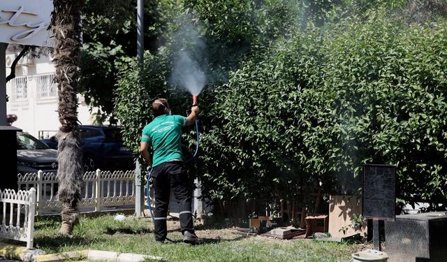 Balçova’da haşerelere karşı kapsamlı mücadele!