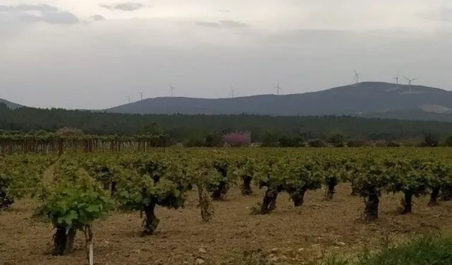 Jeotermale karşı "zeytinlik" kalkanı!