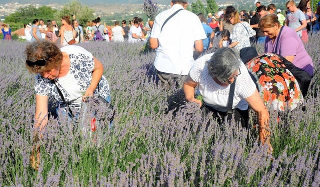 Lavanta Hasat Şenliği için geri sayım başladı!