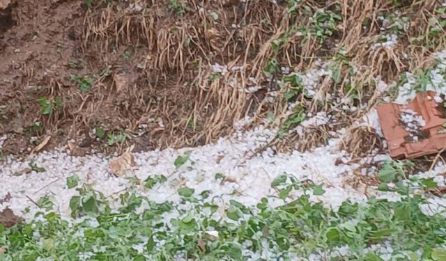 Manisa'da dolu etkisi: Tarım alanları zarar gördü
